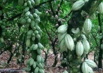 Cocoa Beans Prices Increases For Cote D’Ivoire Cocoa Farmers